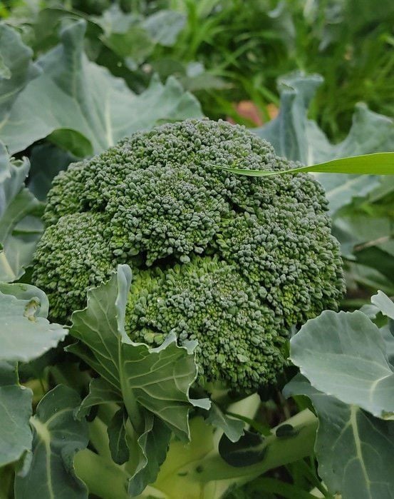 Organik Brokoli (Ort.400gr )