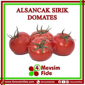 Alsancak F1 Sırık Domates Fidesi