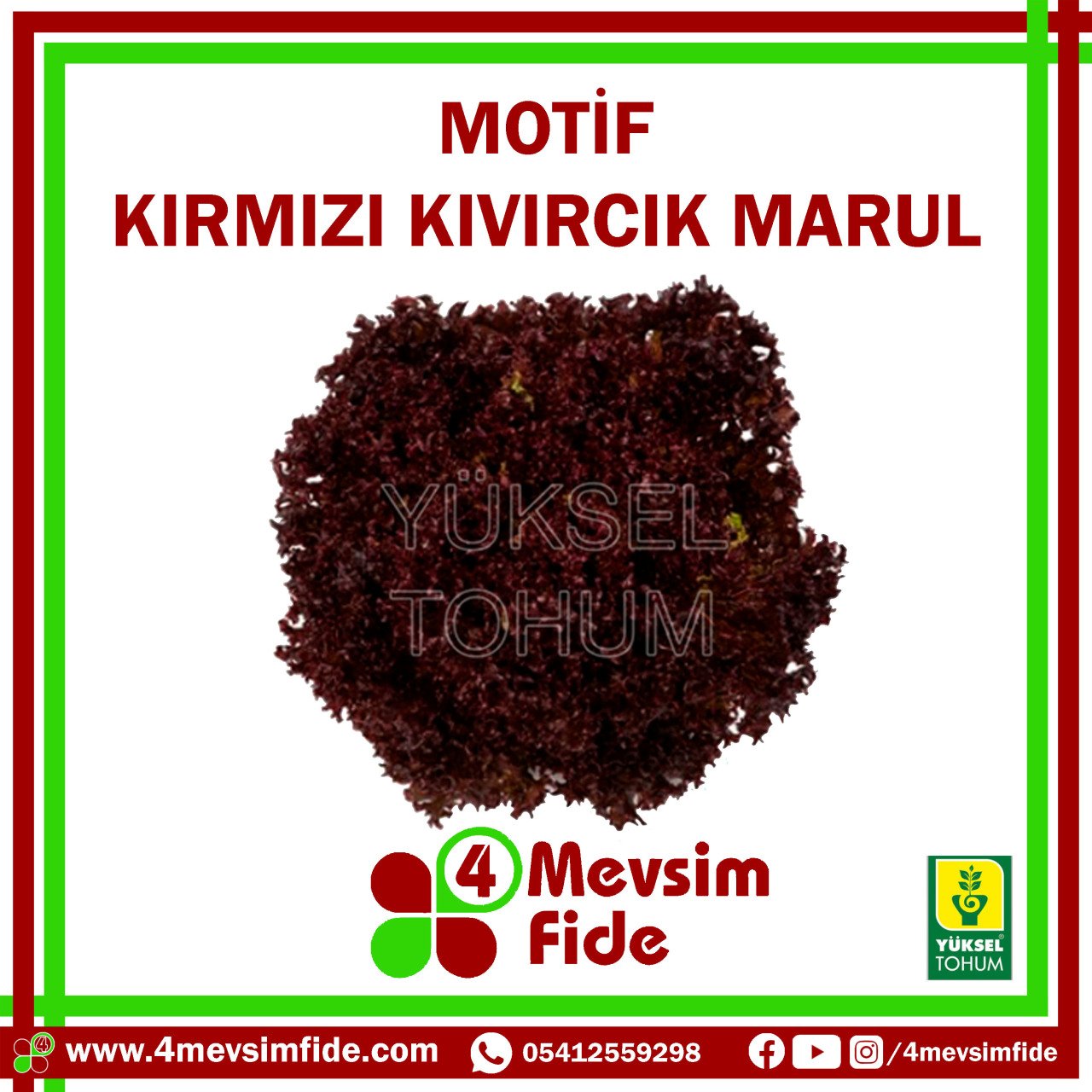 Motif F1 Kırmızı Kıvırcık Marul Fidesi