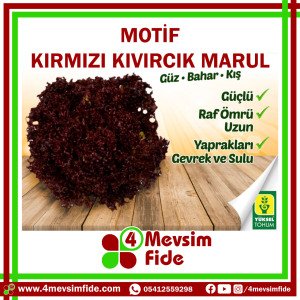 Motif F1 Kırmızı Kıvırcık Marul Fidesi