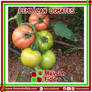 Pembican F1 pembe Domates Fidesi