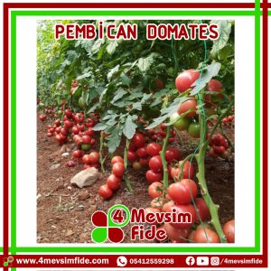 Pembican F1 pembe Domates Fidesi