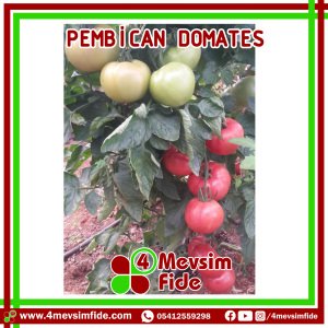 Pembican F1 pembe Domates Fidesi