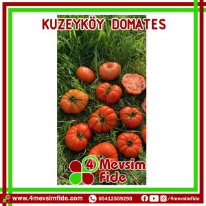 Kuzeyköy F1 Domates Fidesi