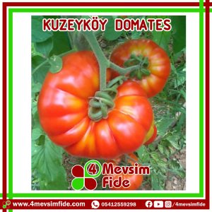 Kuzeyköy F1 Domates Fidesi