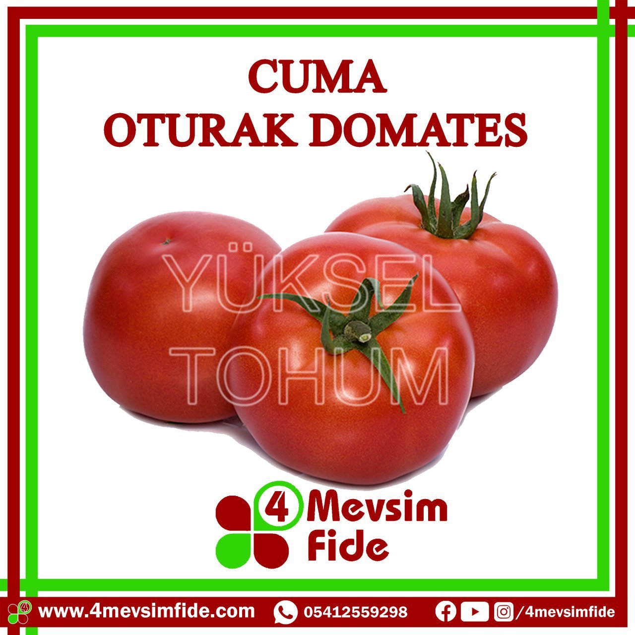 Cuma F1 Oturak Domates Fidesi