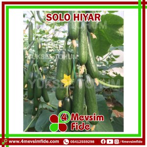 Hobi Hıyar Solo F1  Fidesi