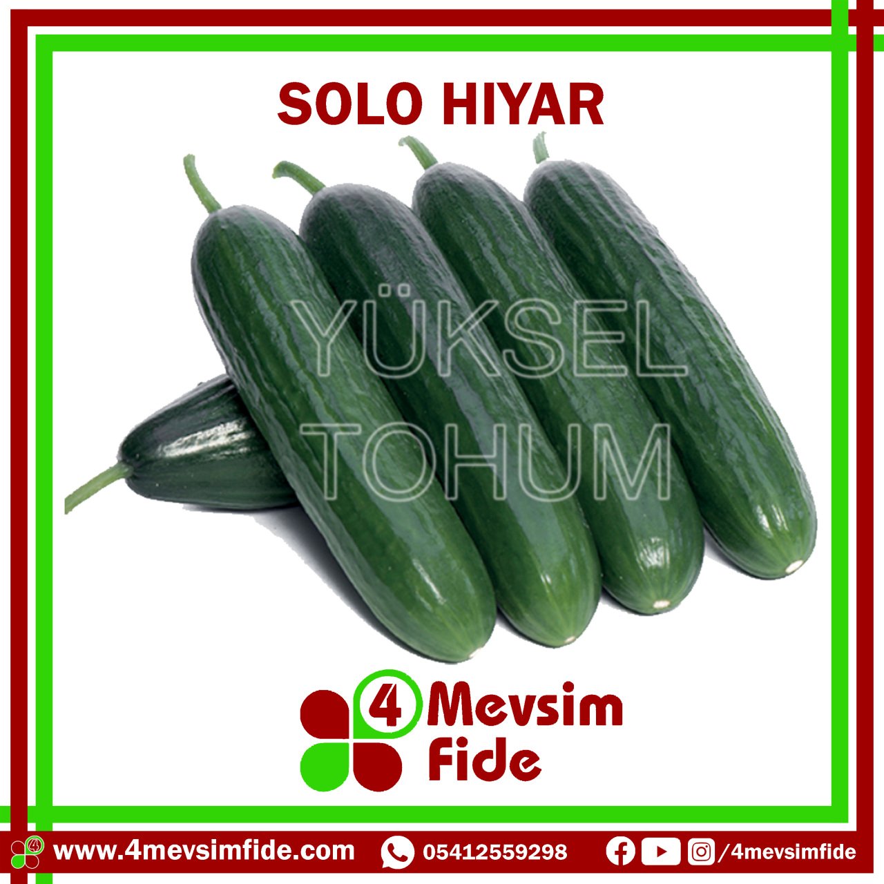 Hobi Hıyar Solo F1  Fidesi