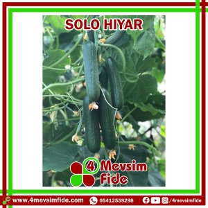 Hobi Hıyar Solo F1  Fidesi