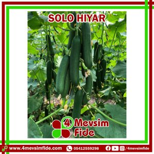 Hobi Hıyar Solo F1  Fidesi