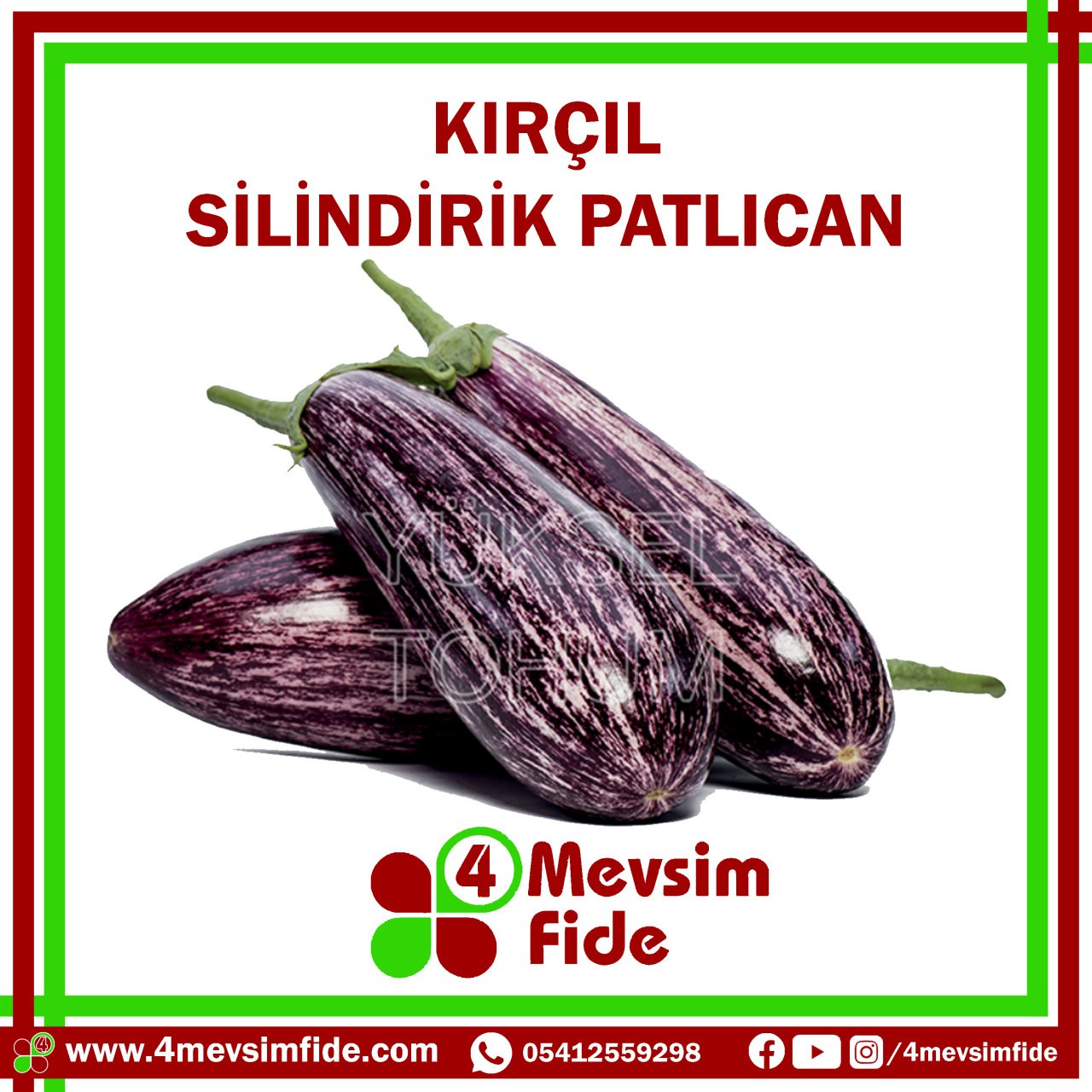 Kırçıl F1 Silindirik Patlıcan Fidesi