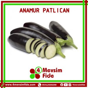 Anamur F1 Patlıcan Fidesi
