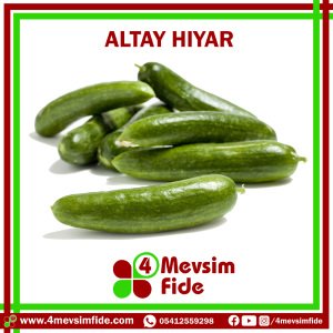 Altay F1 Beit Alpha Tipi Hıyar Fidesi