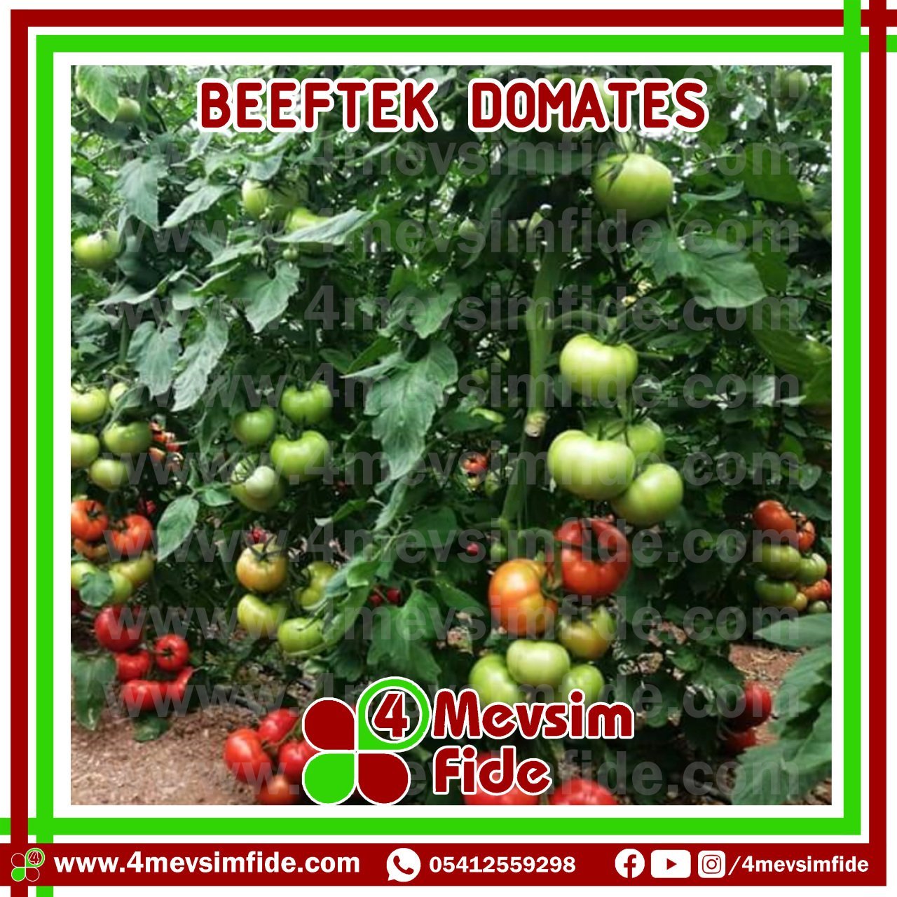 Beeftek F1 Domates Fidesi