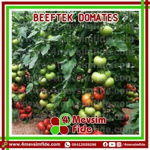 Beeftek F1 Domates Fidesi