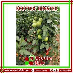 Beeftek F1 Domates Fidesi