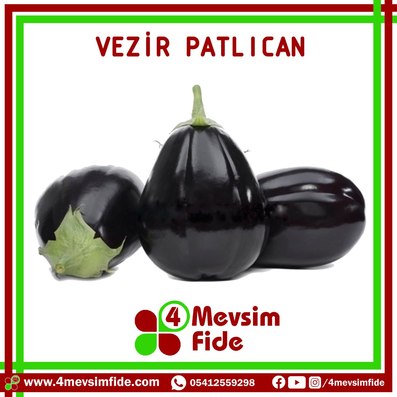 Vezir F1 Topan Patlıcan Fidesi