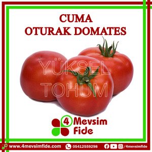 Cuma Oturak Domates Tohumu 1000 Adet