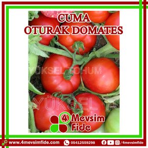 Cuma Oturak Domates Tohumu 1000 Adet