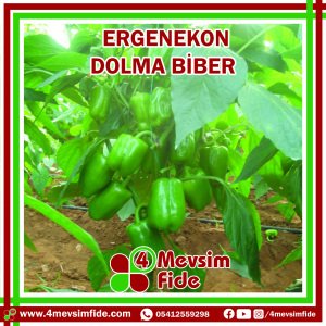 Ergenekon F1 Dolma Biber Fidesi