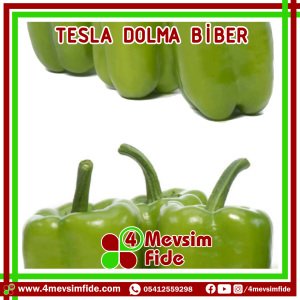 Tesla F1 Dolma Biber Fidesi