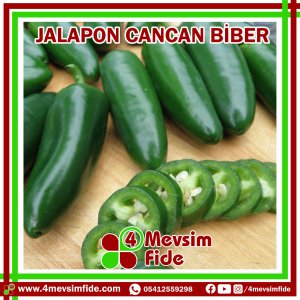 Cancan F1 Acı Jalapone Biber Fidesi