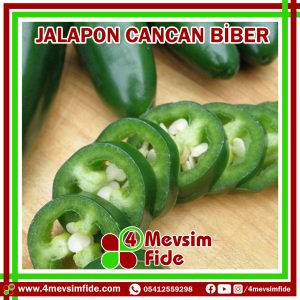 Cancan F1 Acı Jalapone Biber Fidesi