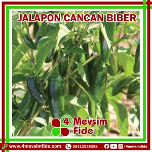 Cancan F1 Acı Jalapone Biber Fidesi