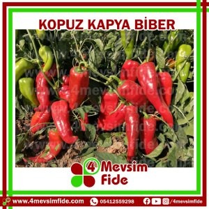 Kopuz F1 Kapya Biber Fidesi