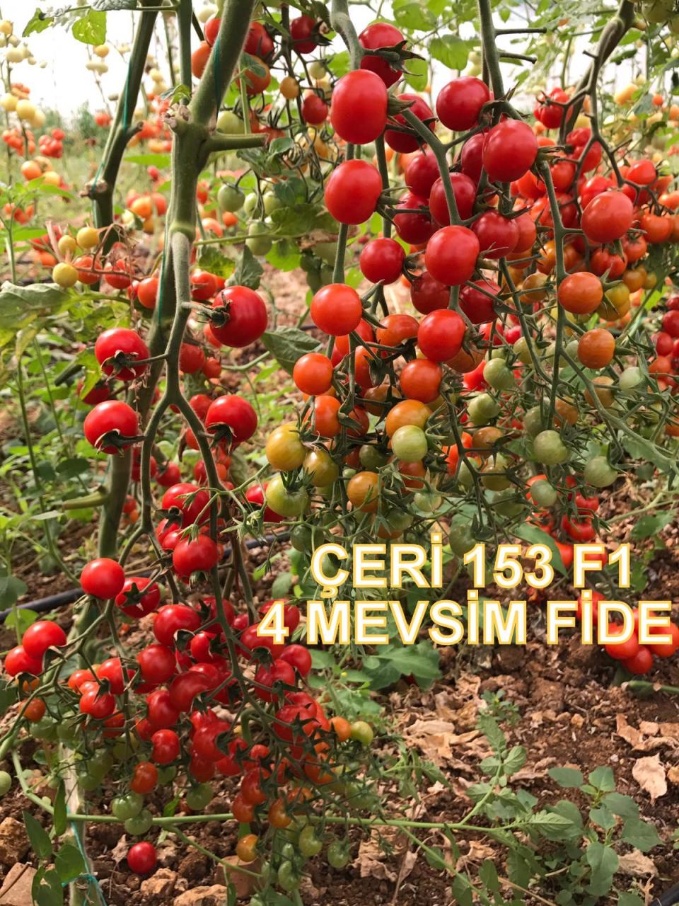 153 F1 Çeri Domates Fidesi