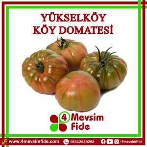 Yükselköy F1 Domates Fidesi