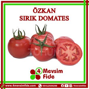 Özkan F1 Sırık Domates Fidesi