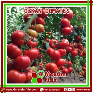 Özkan F1 Sırık Domates Fidesi