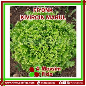 Fiyonk Kıvırcık Marul Fidesi