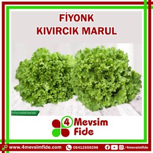 Fiyonk Kıvırcık Marul Fidesi