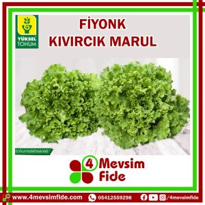 Fiyonk Kıvırcık Marul Fidesi