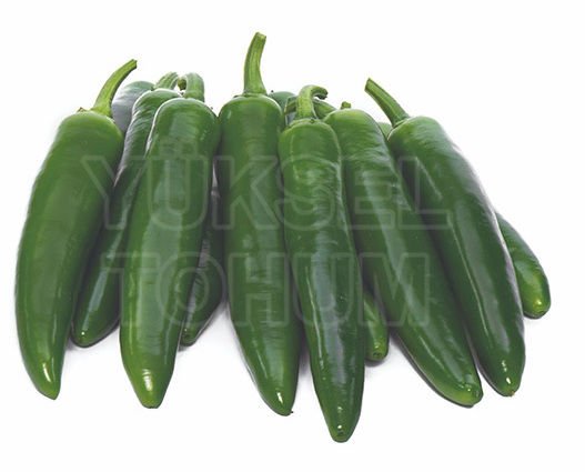 Yetkin F1 Jalapone Biber Fidesi