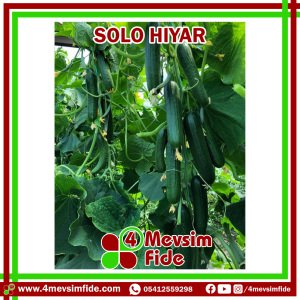 Solo F1 Beit Alpha Tipi Hıyar Fidesi