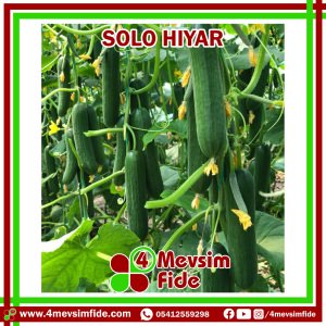 Solo F1 Beit Alpha Tipi Hıyar Fidesi