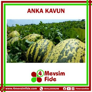 Anka F1 Kırkağaç Kavun Fidesi