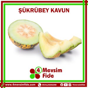 Şükrübey F1 Kırkağaç Kavun Fidesi