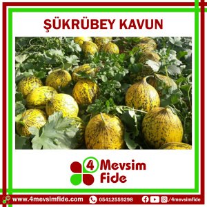 Şükrübey F1 Kırkağaç Kavun Fidesi