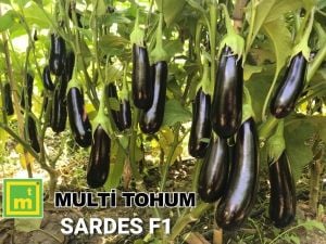 Sardes F1 Patlıcan Fidesi