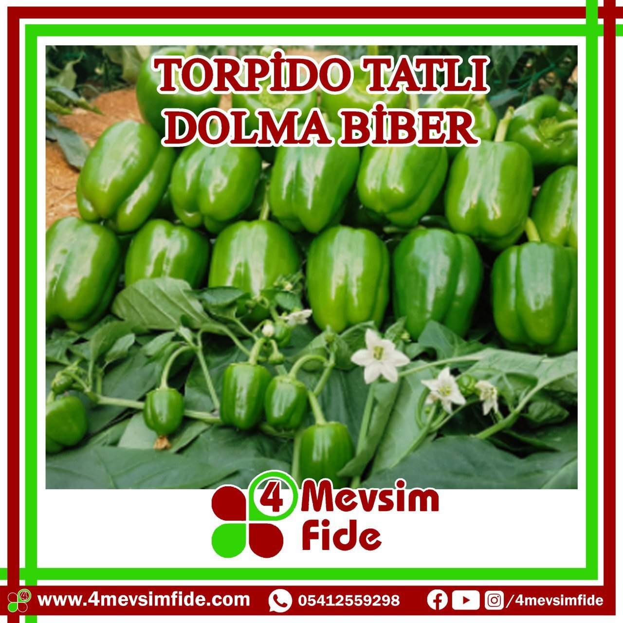 Torpido F1 Tatlı Dolma Biber Fidesi