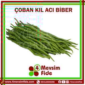 Çoban F1 Kıl Acı Biber Fidesi