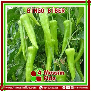 Bingo F1 Tatlı Çarliston Biber Fidesi