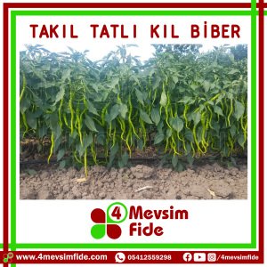 Takıl F1 Tatlı Kıl Biber Fidesi