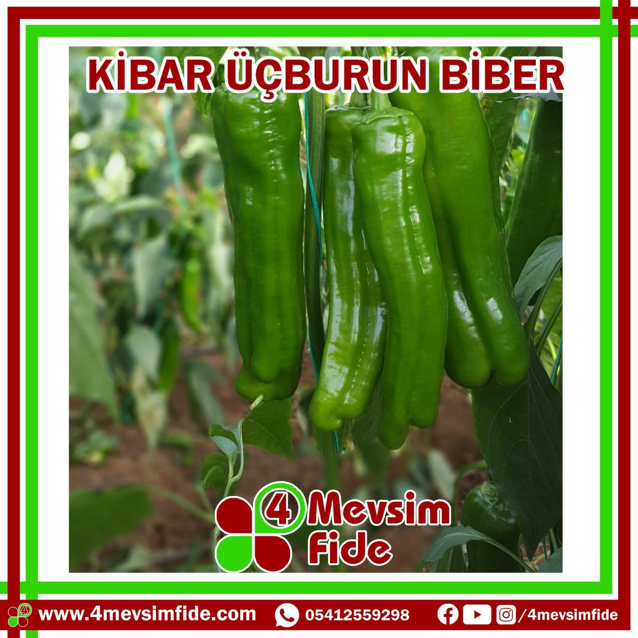 Kibar F1 Üçburun Tatlı Biber Fidesi