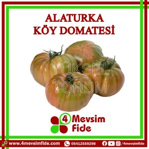 Alaturka F1 Sırık Köy Domates Fidesi