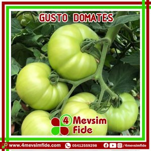 Gusto F1 Pembe Domates Fidesi